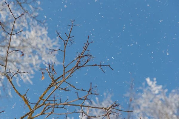 Snow on branches against the blue sky — Stock Photo, Image