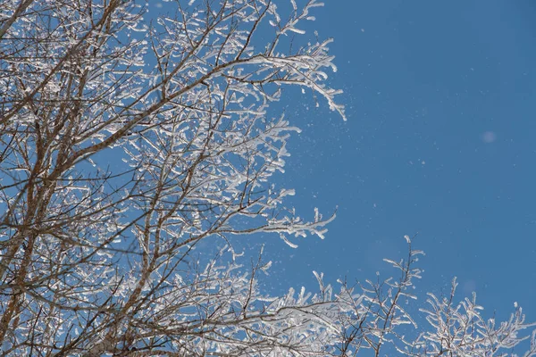 Neve em ramos contra o céu azul — Fotografia de Stock