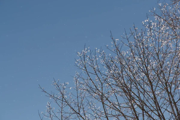 Snö på grenarna mot den blå himlen — Stockfoto