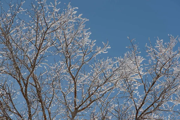 在蓝天上的树枝上的雪 — 图库照片