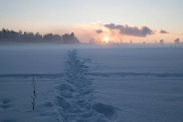 Solnedgång i ett snöigt fält och träd i fjärran — Stockfoto