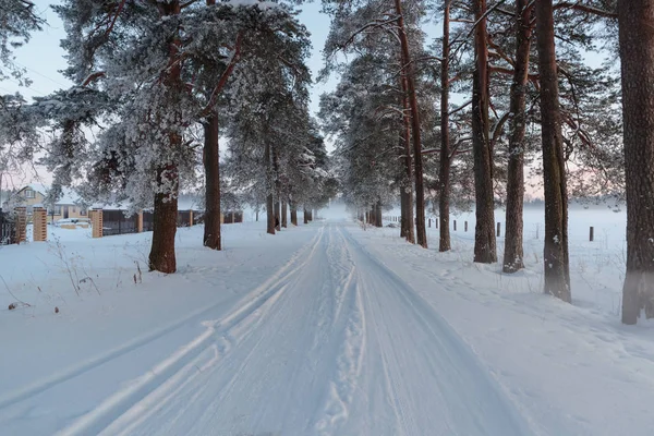 Snowy forest alley in the afternoon — Stock Photo, Image