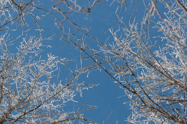 Neve em ramos contra o céu azul — Fotografia de Stock