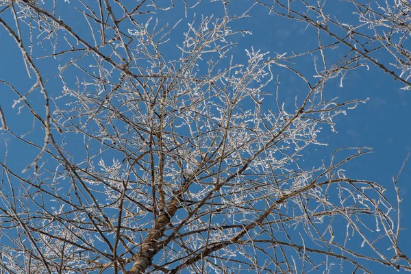 Sníh na větve proti modré obloze — Stock fotografie