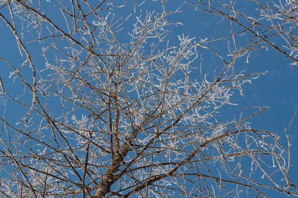 Neve sui rami contro il cielo blu — Foto Stock