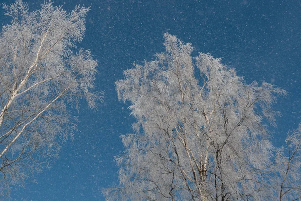 Snow on branches against the blue sky — Stock Photo, Image