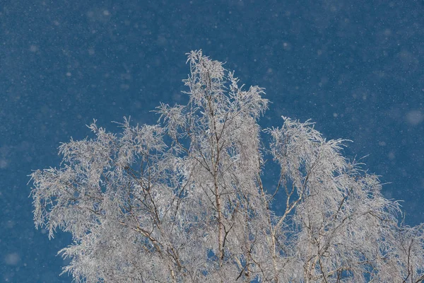 Nieve en las ramas contra el cielo azul — Foto de Stock