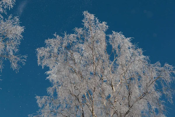 Snow on branches against the blue sky — Stock Photo, Image