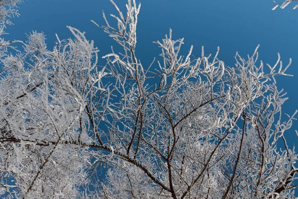 Snö på grenarna mot den blå himlen — Stockfoto