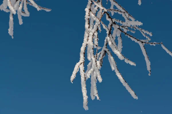 Nieve en las ramas contra el cielo azul —  Fotos de Stock