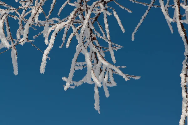 Neve em ramos contra o céu azul — Fotografia de Stock