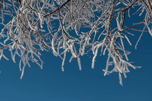 Neve sui rami contro il cielo blu — Foto Stock