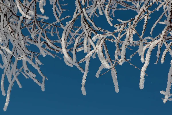 Neve em ramos contra o céu azul — Fotografia de Stock