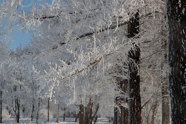 Lush branches of trees with snow — Stock Photo, Image