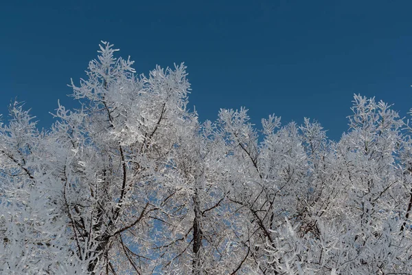 在蓝天上的树枝上的雪 — 图库照片