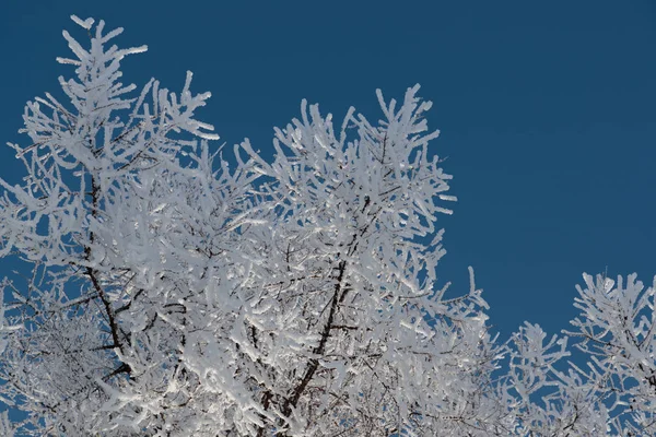 在蓝天上的树枝上的雪 — 图库照片