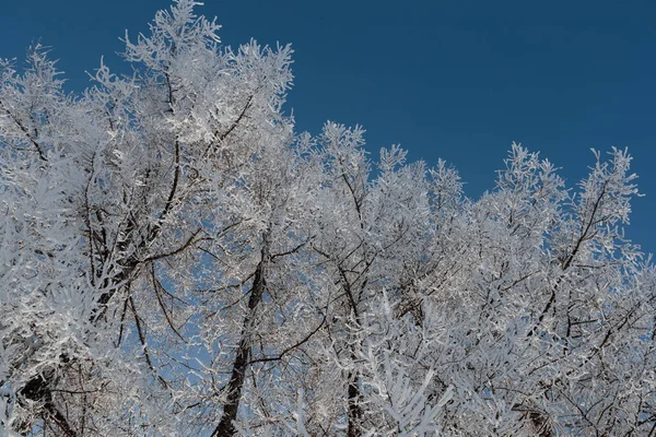 Neve sui rami contro il cielo blu — Foto Stock