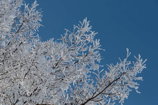 在蓝天上的树枝上的雪 — 图库照片