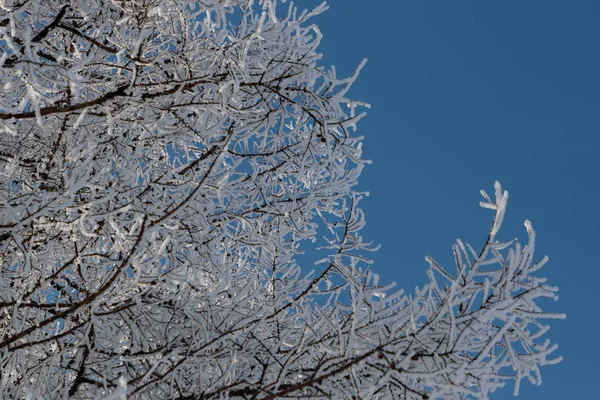 在蓝天上的树枝上的雪 — 图库照片