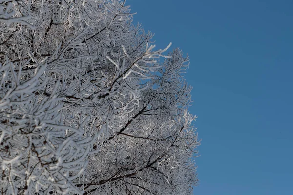 Сніг на гілках на тлі блакитного неба — стокове фото