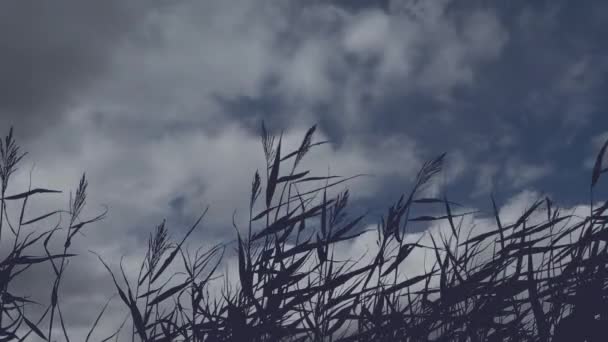 Motionless grass silhouette against a background of moving clouds — Stock Video