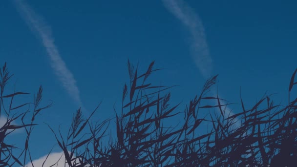 Silueta de hierba inmóvil sobre un fondo de nubes en movimiento — Vídeo de stock