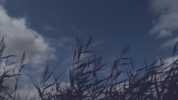 Roerloos gras silhouet tegen een achtergrond van bewegende wolken — Stockvideo