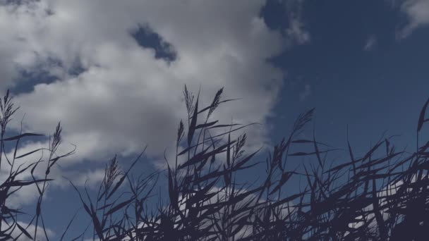 Silueta de hierba inmóvil sobre un fondo de nubes en movimiento — Vídeo de stock