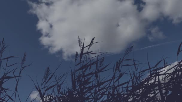 Silhueta de grama imóvel contra um fundo de nuvens em movimento — Vídeo de Stock