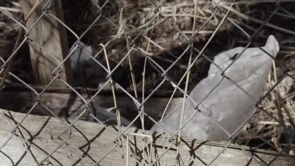 film plastique déchets balancent le vent 