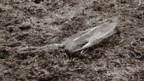 Plastic film vuilnis sways de wind — Stockvideo