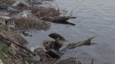 Kirli Nehir Bankası. Ekolojik Felaket