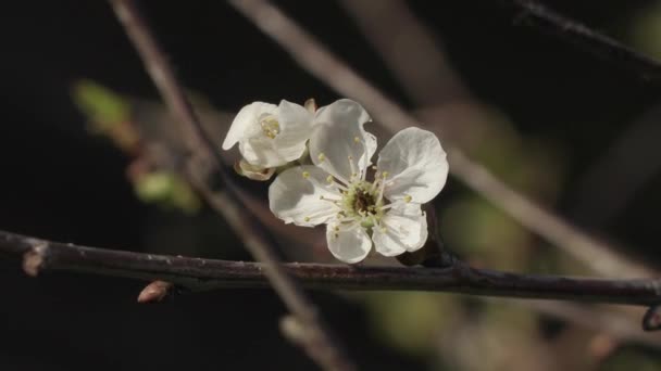 Piękne wiosenne kwiaty w ogrodzie zbliżenie — Wideo stockowe