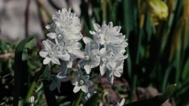 Bahçe closeup güzel bahar çiçekleri