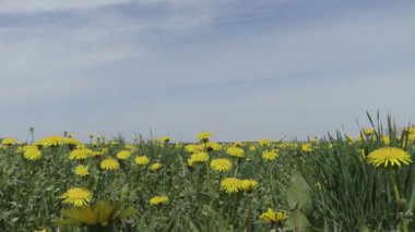 sarı karahindiba alanı yakın