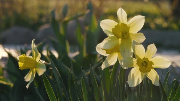 Prachtige bloemen narcissen groeien in een bloembed bij zonsondergang — Stockvideo