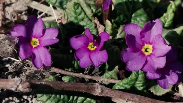 Schöne Frühlingsblumen im Garten Nahaufnahme — Stockvideo