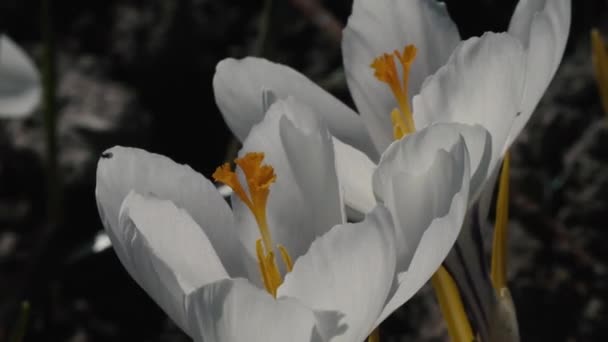 Schöne Frühlingsblumen im Garten Nahaufnahme — Stockvideo