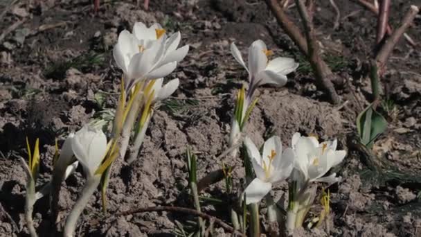 Schöne Frühlingsblumen im Garten Nahaufnahme — Stockvideo