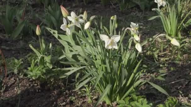 美丽的花水仙花生长在花坛在日落 — 图库视频影像