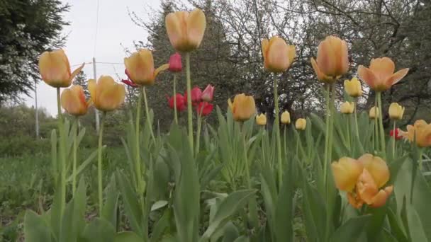Красивые весенние цветы в саду крупным планом — стоковое видео