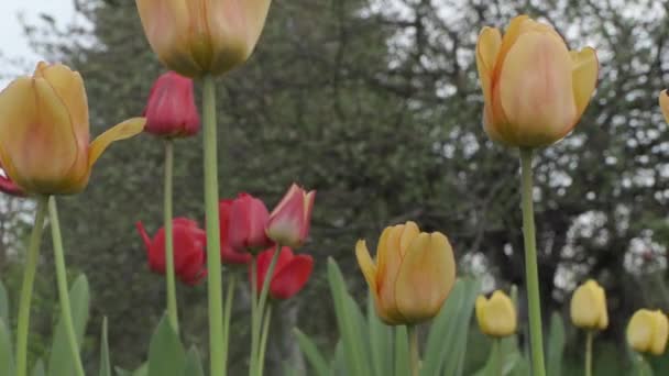 Belles fleurs printanières dans le jardin gros plan — Video