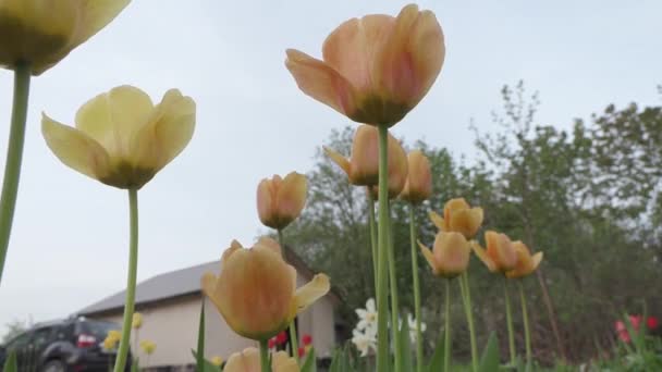 Vackra vårblommor i trädgården närbild — Stockvideo