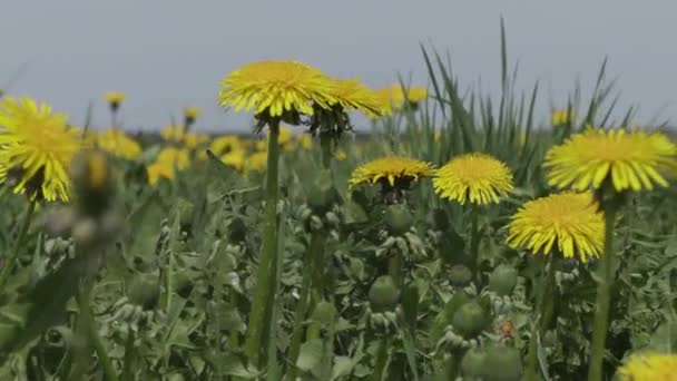 Field of yellow dandelions close up — Stock Video