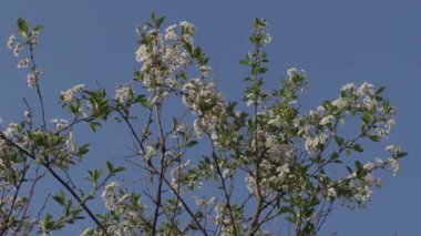 elma ağacının çiçeklenme dalları kadar yakın