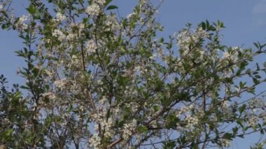 elma ağacının çiçeklenme dalları kadar yakın