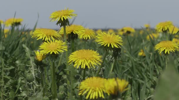 Feld der gelben Löwenzahne aus nächster Nähe — Stockvideo