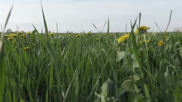 Campo de dientes de león amarillo de cerca — Vídeo de stock