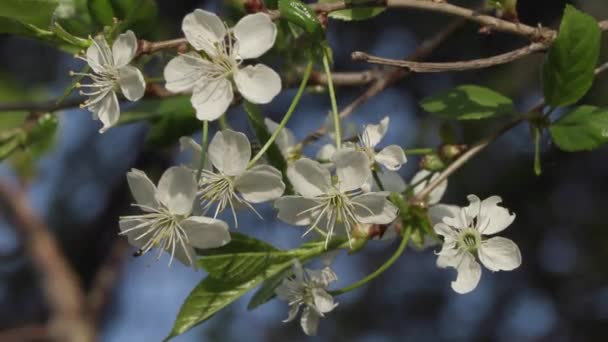 Rameaux florissants de pommier gros plan — Video