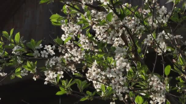 Ramas florecientes de manzano de cerca — Vídeos de Stock